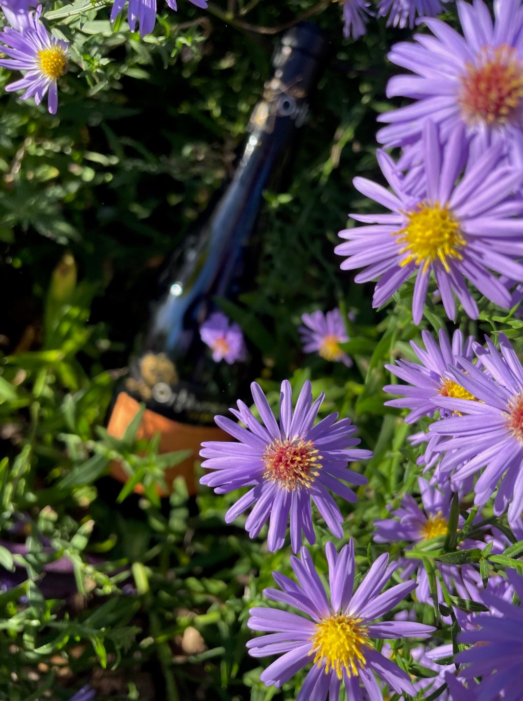 (Tendance) Viré-Clessé Vieilles Vignes : du soleil en bouteille&nbsp;!