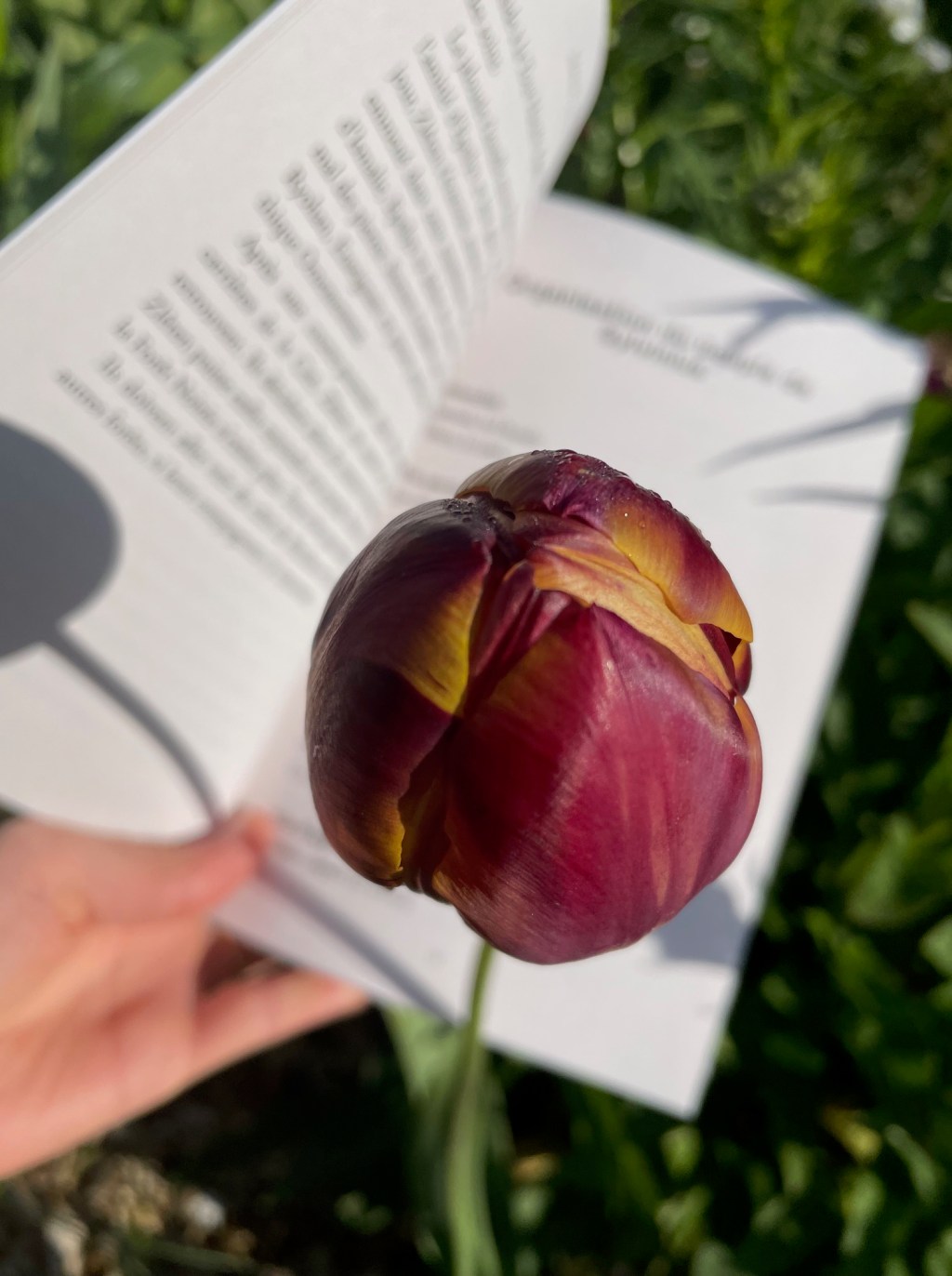 (Lecture) Marceline, Honoré et Sylvinius : les trois héros de Dominique Pérot-Poussielgue